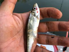 -酷鱼垂钓CLUB(朝阳区博大路店 )