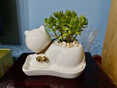 -万商花鸟市场
