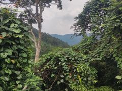 -海南热带雨林国家公园吊罗山景区