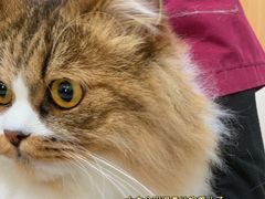 -瑞派长江宠物医院·猫科·外科·24小时夜护(谊城公寓分院)