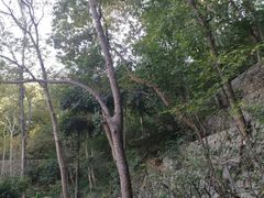 -镇江市南山风景名胜区竹林景区