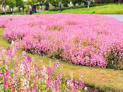 -春花秋色城市公园