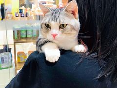 -1013 PET SHOP精品宠物商店(丁香店)