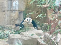 -成都大熊猫繁育研究基地
