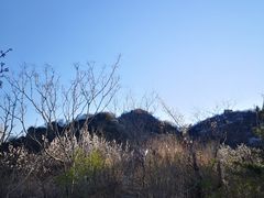 -Local泰莲庭(虹鳟鱼店)