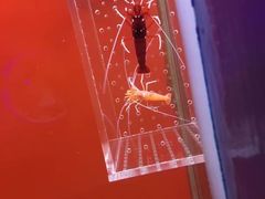 -大连圣亚海洋世界