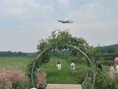 -空港花田景区