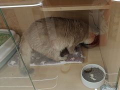 -老吴的猫·猫舍(新区店)