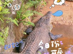 -海南热带野生动植物园