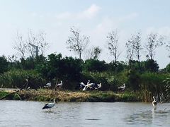-盐城丹顶鹤湿地生态旅游区