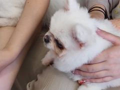 -怪兽屋·羊驼·猫咖·狗咖(俊华广场店)