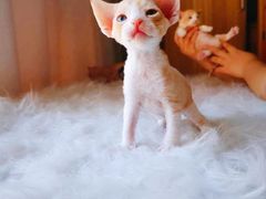 -十年猫舍·猫咪专门店(普陀店)