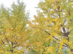 -牛背梁国家森林公园