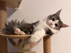 -猫大福·Fortune Cat猫舍(百子湾店)