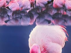 -罗红摄影艺术馆