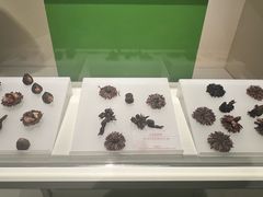 -中国茶叶博物馆(双峰馆区)