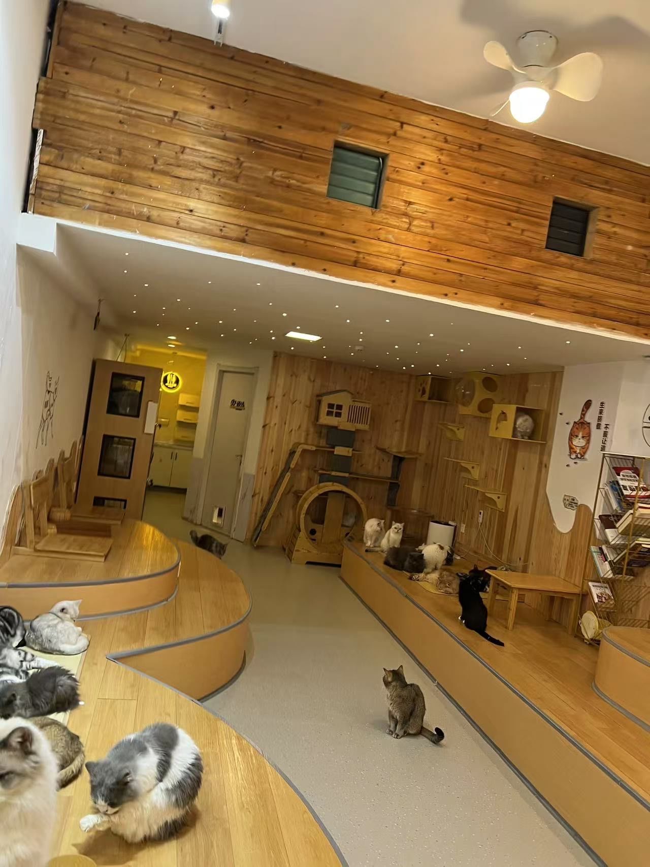 猫咪天地～宠物乐园