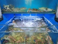 -桔子海鲜烧烤大排档(金沙滩店)