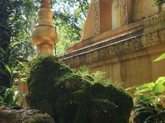-莫里热带雨林景区