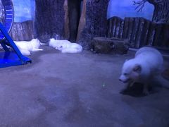 -芜湖新华联大白鲸海洋公园