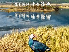 -腾冲北海湿地