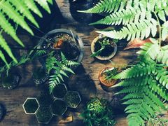 -植觉