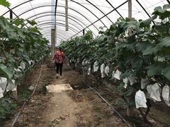 -马陆小张葡萄园农家乐