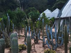 -深圳仙湖植物园