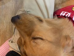 -Husky Go! 哈士奇体验馆·宠物咖啡厅狗咖