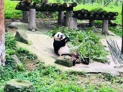 -都江堰中华大熊猫苑
