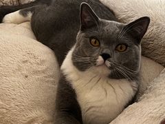 -纳吉亚猫专科动物诊疗中心(蒋宅口分院)
