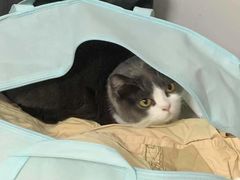 -瑞鹏宠物医院·骨科·猫科·内科(第一中心)