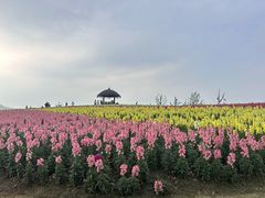 -径山花海