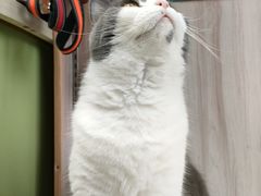 -派特宠物医院(圆融广场店)