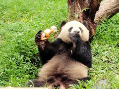 -广州长隆野生动物世界