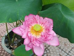 -莲花池公园