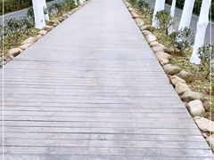 -合肥滨湖国家森林公园