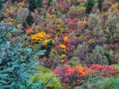 -叠溪松坪沟景区