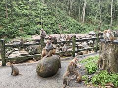 -姑婆山旅游区