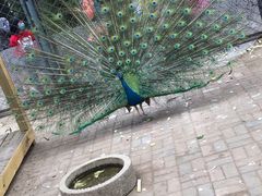 -长白岛森林公园