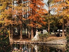 -上海共青森林公园