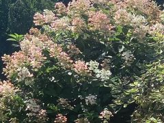 -荔香公园