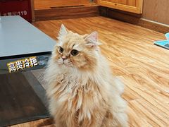 -MOCHA明星猫咖(田子坊店)
