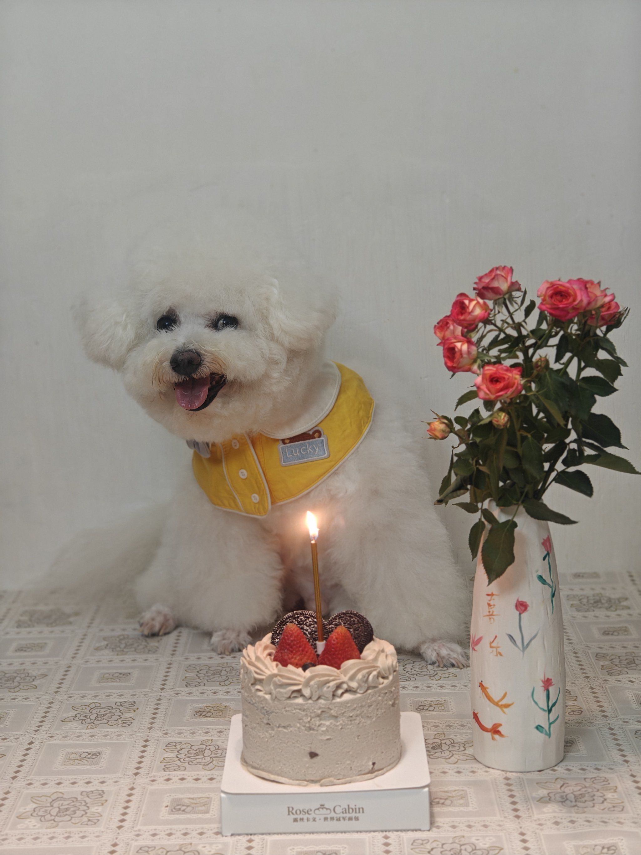 狗狗的快乐生日time