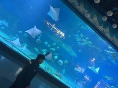-烟台海昌鲸鲨海洋公园