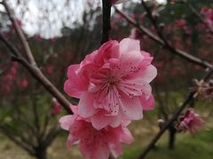 -南国桃园旅游度假区