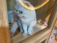 -白兔子密室(长寿路店)