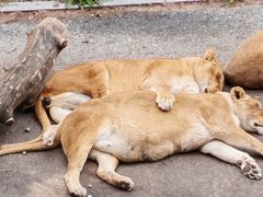 -大连森林动物园