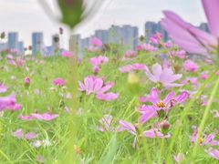 -洋湖国家湿地公园