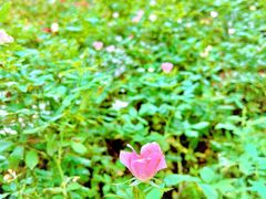 -人民公园(罗湖区)